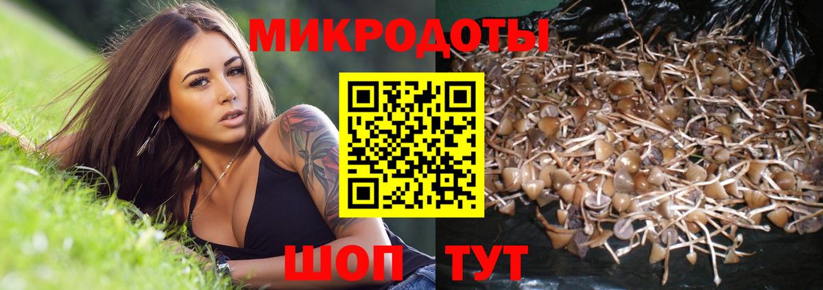 Галлюциногенные грибы Psilocybe Петровск